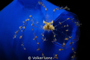 decorated spidercrab on tunicate by Volker Lonz 